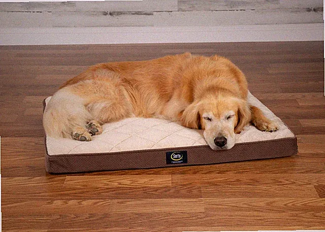 Serta, Large, Ortho Quilted Pillowtop Pet Bed